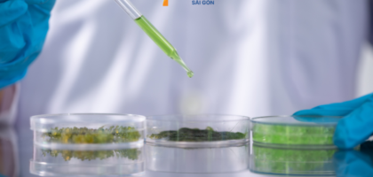 DHA từ tảo biển